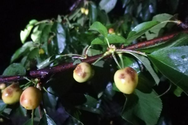 Fuertes lluvias y granizos de ayer dejan serios daños en frutas y hortalizas y gobierno ve efectos en el empleo
