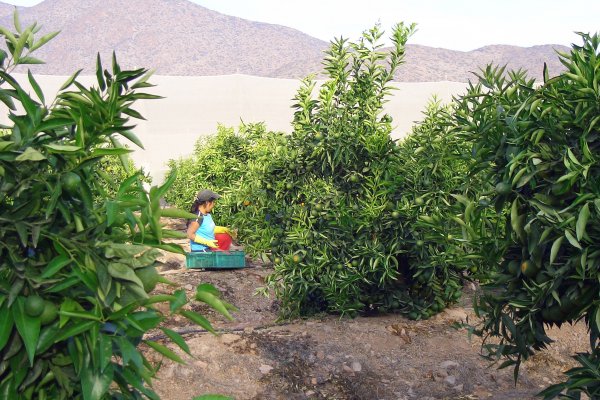 Fedefruta estima pérdidas en US$ 200 millones tras lluvias y granizos