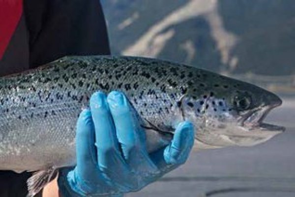 Compradores de Australis destacan posición de la salmonera: “Tiene mucho espacio de crecimiento futuro”