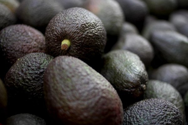Exportación de palta peruana a Chile sigue al alza