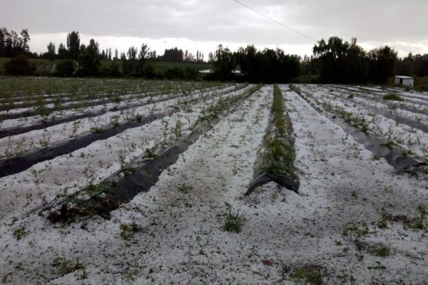 Fruteros estiman en hasta US$ 150 millones las pérdidas por granizos y lluvias