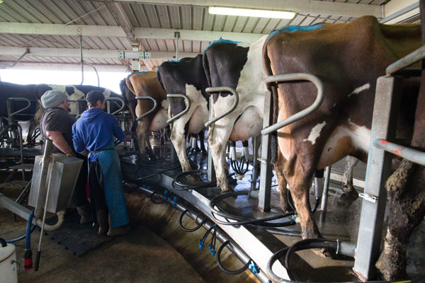 Bravo: “De no aprobar salvaguardias para la leche, con seguridad subirán importaciones”