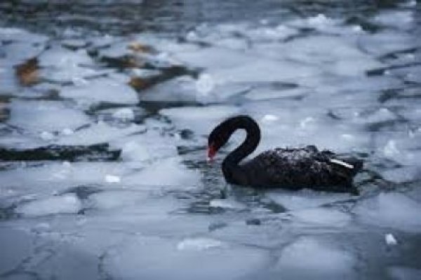 Los diez cisnes negros para el 2019 que ve Saxo Bank