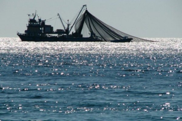 La dura crítica de Asipes al acuerdo del Gobierno con el Senado: "Acordaron votar reformas a la Ley de Pesca a puertas cerradas"