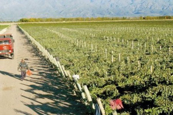 Luksic se expande en Argentina: VSTP adquiere a Pernod Ricard varias viñas al otro lado de la cordillera
