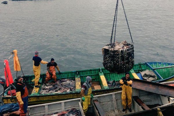 Ejecutivo evaluaría vetar proyecto que regula la captura de la jibia