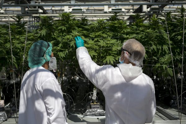 Consumen y toman igual: la marihuana legal en EEUU no impacta en nada al sector del alcohol