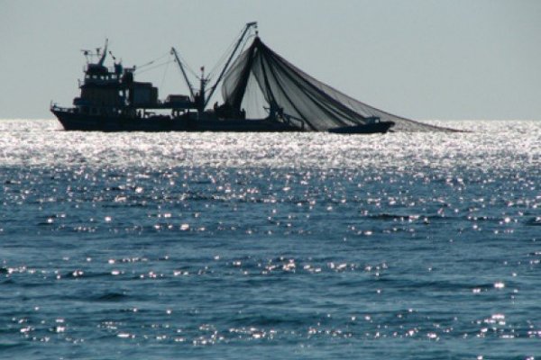 Perú pesca menos anchoveta que Chile: Industria peruana alertó por impacto de cambio regulatorio