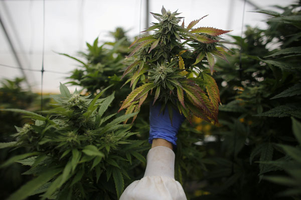 EEUU: el impacto económico de legalizar la marihuana