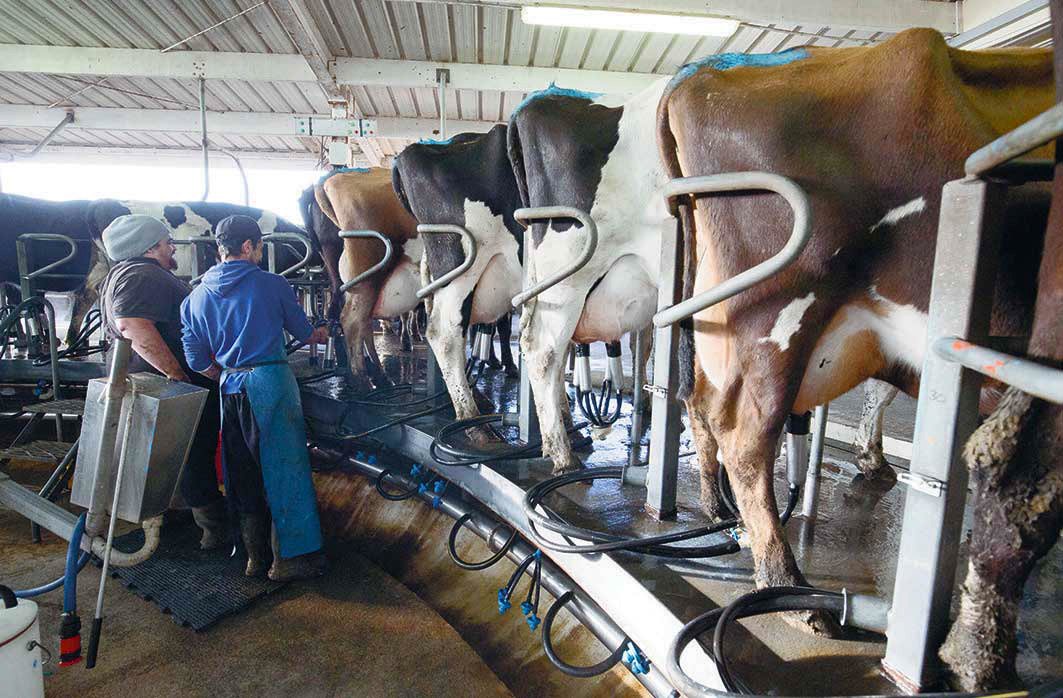 <p>Comisión anti-distorsiones rechaza aplicar salvaguardias en industria lechera</p>