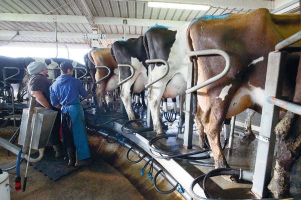 Comisión anti-distorsiones rechaza aplicar salvaguardias en industria lechera