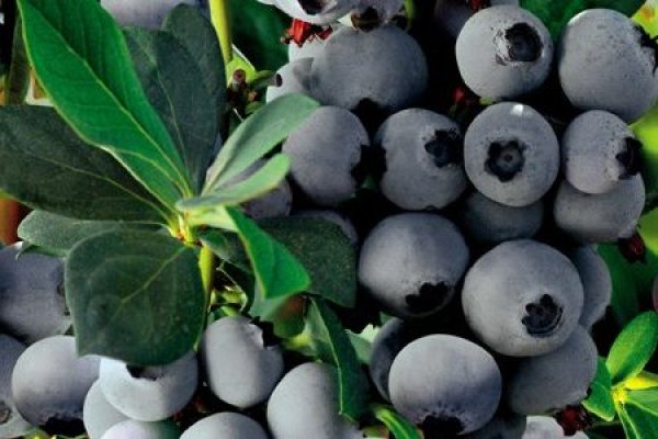 La invasión del arándano chileno llega a los cines chinos para competir con las palomitas