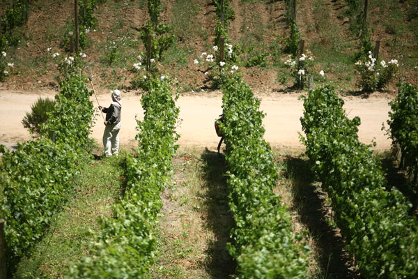 Viñas boutique buscan consolidarse en Asia y EEUU y activan nuevas inversiones
