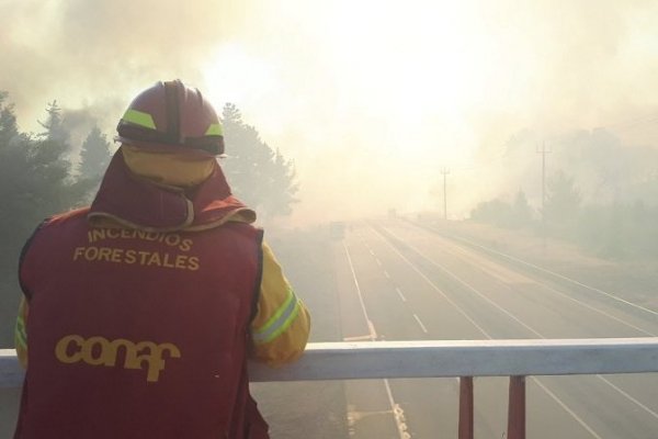 Declaran Alerta Roja en Chillán por incendio forestal que toma fuerza
