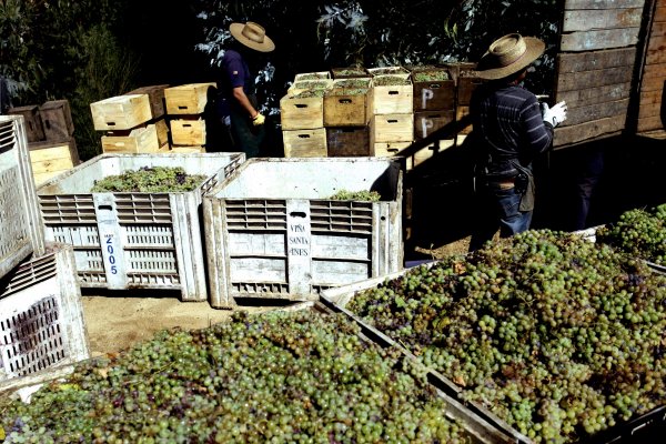 Cambio climático ya le pega a Chile y empuja la frontera agrícola de Ñuble al sur