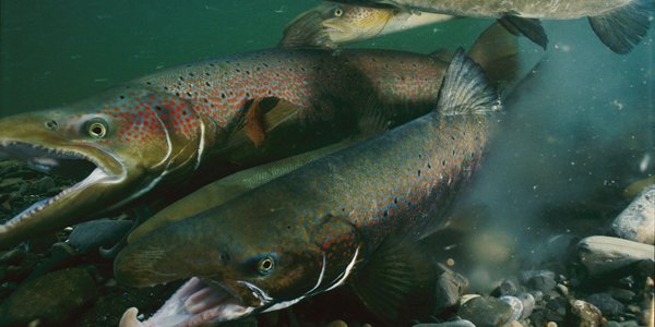 Salmoneras se consagran como las acciones de mejor rendimiento en un año