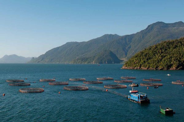 Salmones Camanchaca rinde cuentas a un año de IPO en Oslo y afirma foco en Estados Unidos