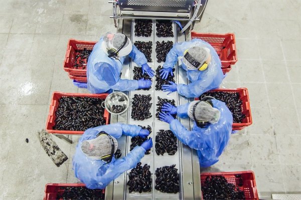 <p>St. Andrews y Orizon fusionan operación para potenciar mercado de choritos</p>