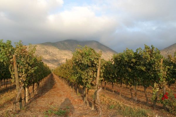Viña Santa Rita alcanzó avance de 70% en proyecto de plantación de 1.500 hectáreas al 2020