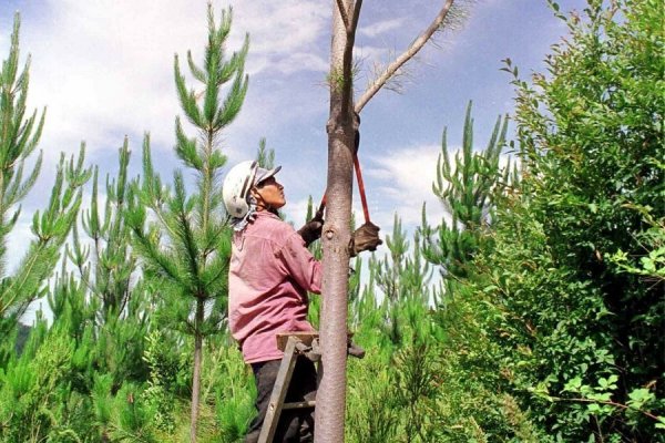 Masisa puso en marcha venta de activos forestales por 110 mil hectáreas en Chile y Argentina