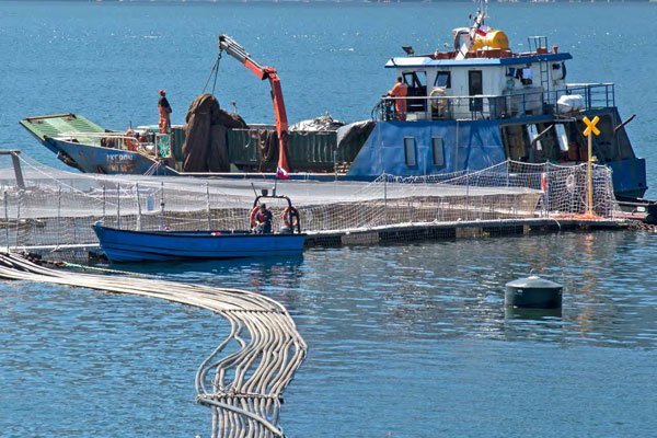 Salmoneras: patrimonio bursátil crece 18% en un año