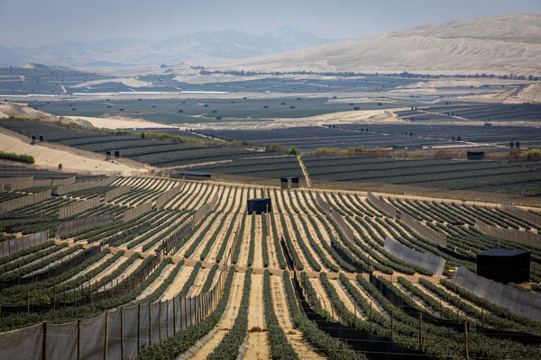 Hortifrut planea sacar ventaja en China antes de la llegada de nuevos competidores