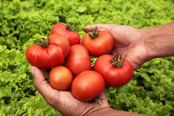 EEUU impone tarifas arancelarias al tomate mexicano