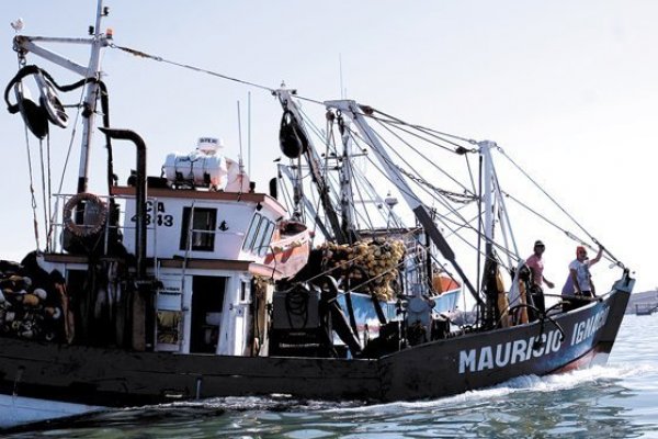 Ausencia de jibia impacta a Blumar