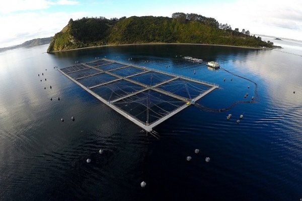 Multiexport Foods anuncia fin de la producción de salmón en los lagos de Chile