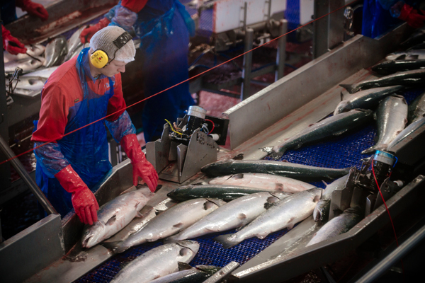 Precios del salmón siguen en niveles altos