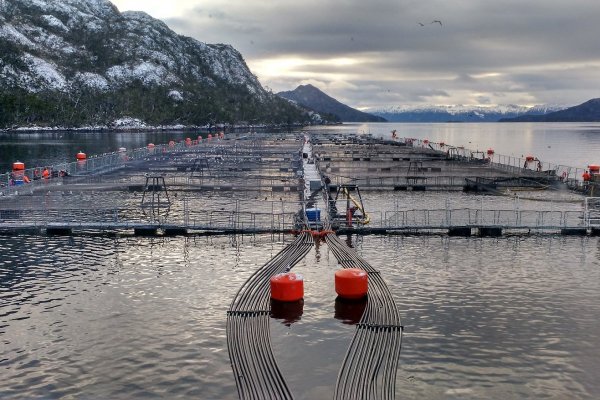 Sernapesca inicia investigación contra Nova Austral por presunta adulteración de índices de mortalidad de salmones en Magallanes