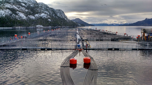 Pesquera noruega arriesga perder beneficios económicos
