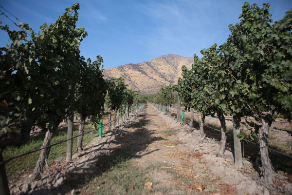 Ventas de Viña Santa Rita disminuyen 4,2%