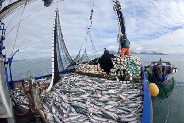 Pescadores contra prórroga a ley de arrastre para la jibia: “Es una declaración de guerra para los artesanales”