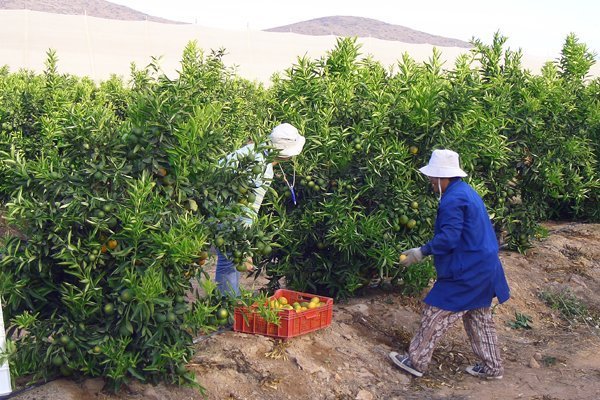 Gremios proponen ajustar plazos de implementación de la Ley de Pago Oportuno y el uso del IVA