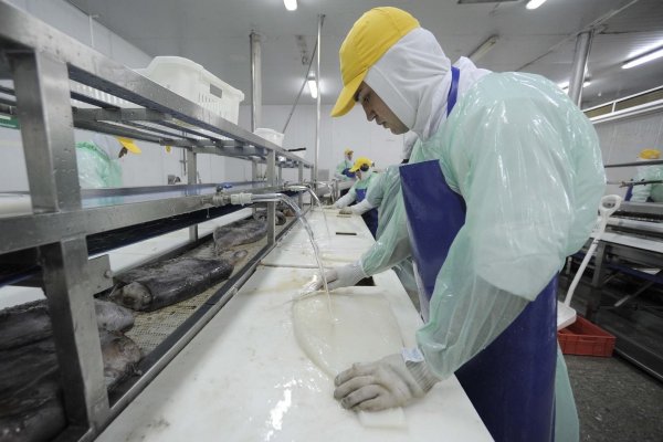 Asociación de pesqueros cifra en 900 los despidos a la fecha, previo a la entrada en vigencia de la Ley de la Jibia