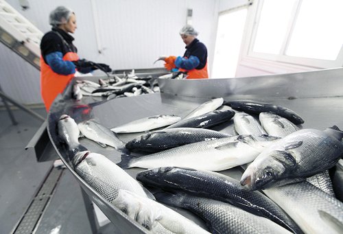 Oceana solicita a Fontaine invalidar el aumento de cuota de merluza austral por presuntas irregularidades