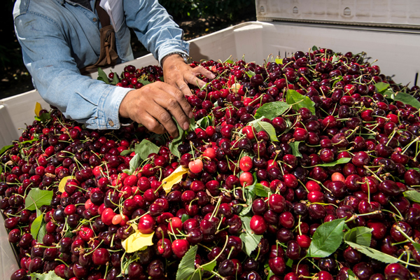 Envíos de cerezas y salmón eluden la guerra comercial y acentúan cifras récord