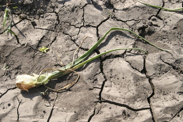Instalan en México primera desalinizadora de agua para uso agrícola en América