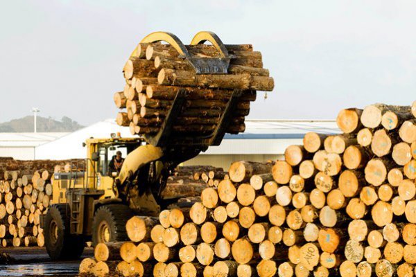 Arauco detalla la autorización que tendrá que pedir su filial en Argentina para pagar compromiso en dólares
