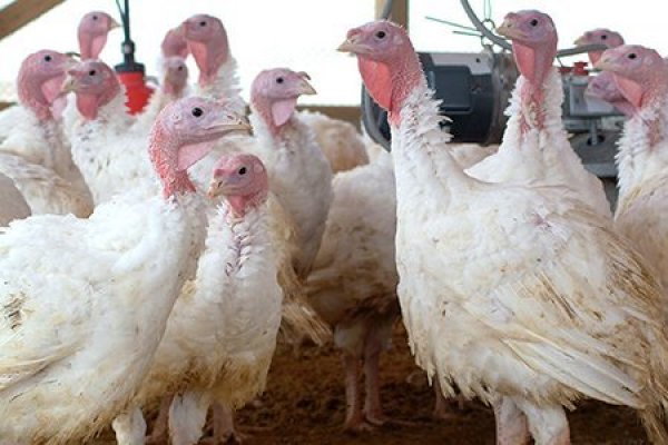Perú, Argentina y Hong Kong suspenden importaciones avícolas desde Chile por brote de influenza aviar