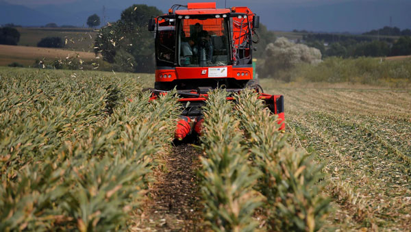 El sector “Agricultura, ganadería, caza y silvicultura” impulsó el indicador. Foto: Reuters