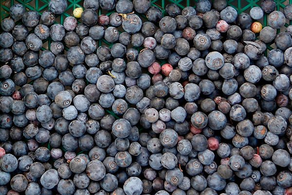 <p>Hortifrut se une con firma colombiana para exportar desde ese país arándanos</p>