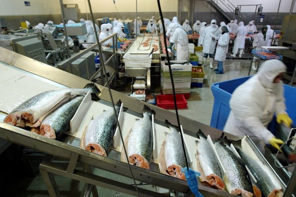 Multiexport Foods y Blumar formalizan joint venture para planta de procesamiento de salmones en Punta Arenas