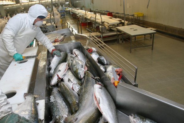 <p>Salmonera Australis abre período para que minoritarios puedan retirarse de la empresa</p>