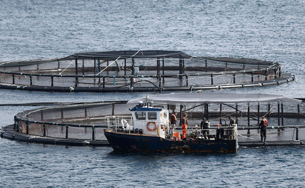 Cosecha de salmones impacta a la baja ingresos de Blumar