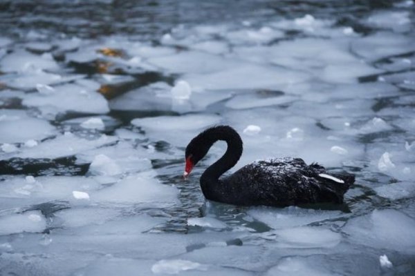 Los diez cisnes negros del año 2020, según Saxo Bank