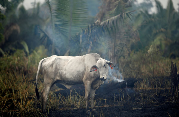 Gran parte de la quema ilegal de la selva virgen se lleva a cabo para despejar las tierras para el uso del ganado. Foto: Reuters