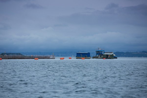 Salmones Austral inicia inscripción de acciones para apertura a la bolsa en 2020