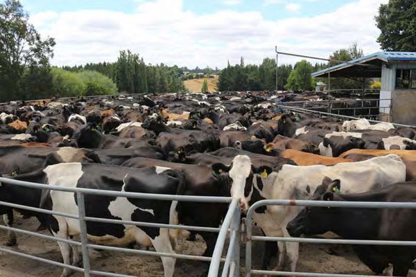 Prolesur produce mantequillas, quesos y leche en polvo, entre otros. Foto: Minsal